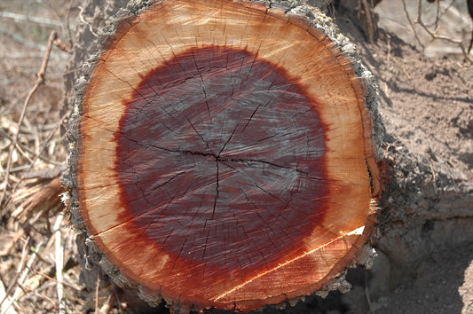 Quebracho colorado wood (Schinopsis balansae)